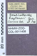 Etikett zu Denticolloides bajtenovi (Gurjeva & Tugusheva, 1967)